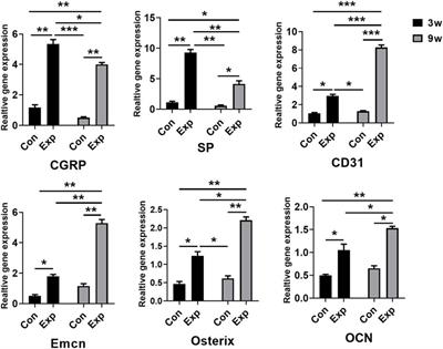 Bioactive semaphorin 3A promotes sequential formation of sensory nerve and type H vessels during in situ osteogenesis